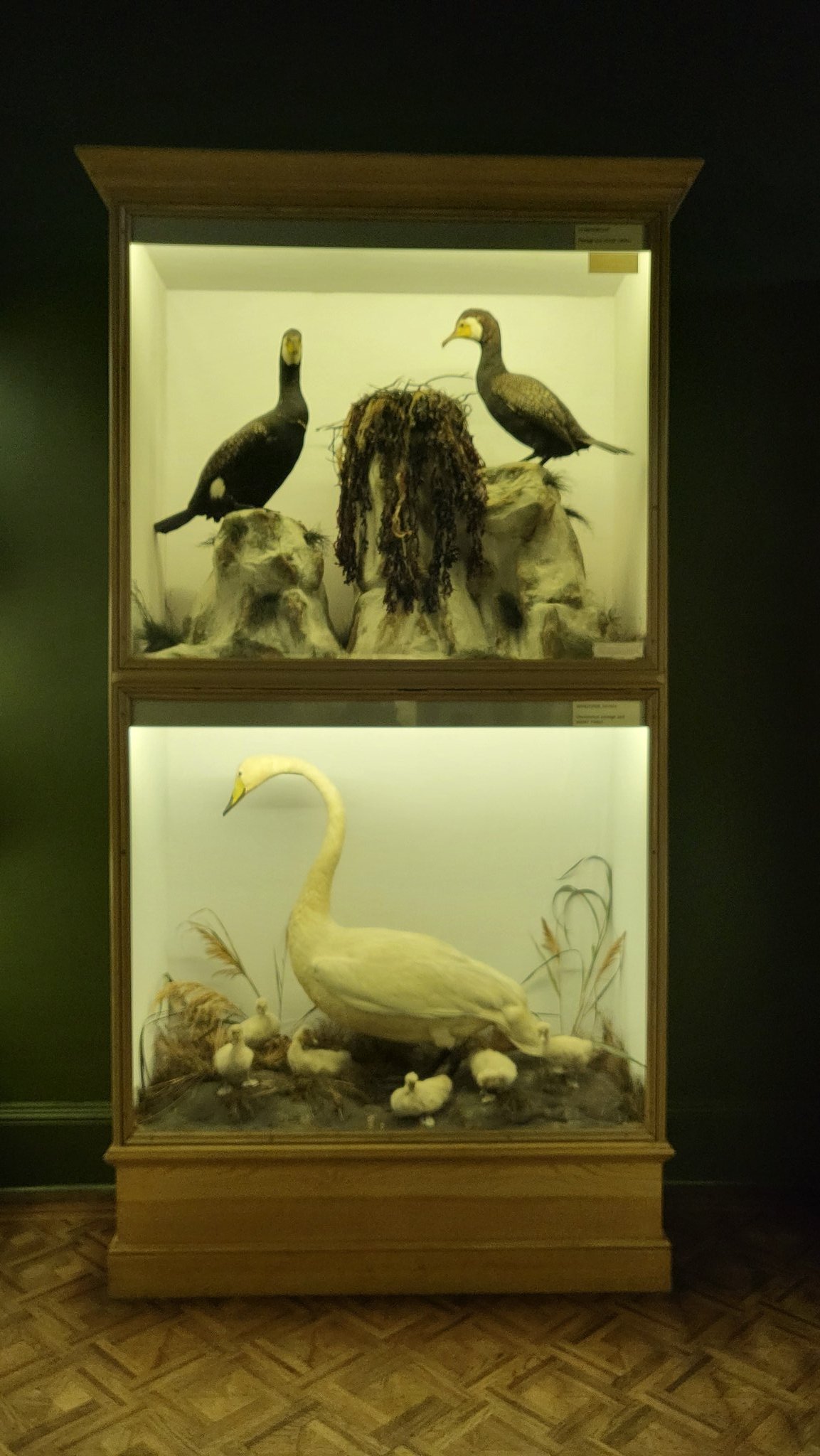 Taxidermy display of stuffed birds