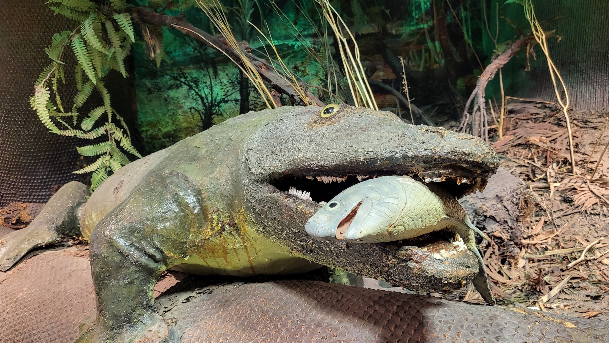 Reptile eating fish